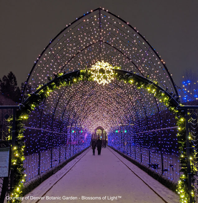 Cathedral Tunnel Structures – S4 Lights